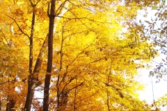 Autumn Glow