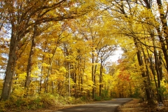 Autumn Road