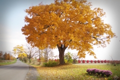 Autumn Road