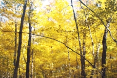 Blue&Gold