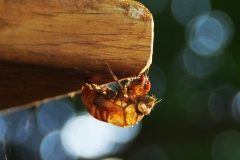 Cicada Summer