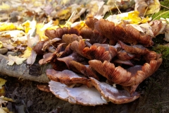 Decay