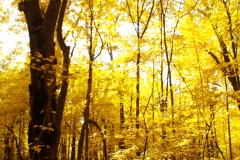 Golden