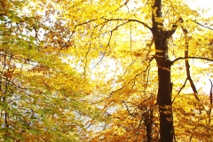 Indiana Autumn