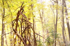 Nature's Artwork