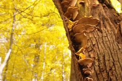 New Growth