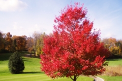 Red Maple