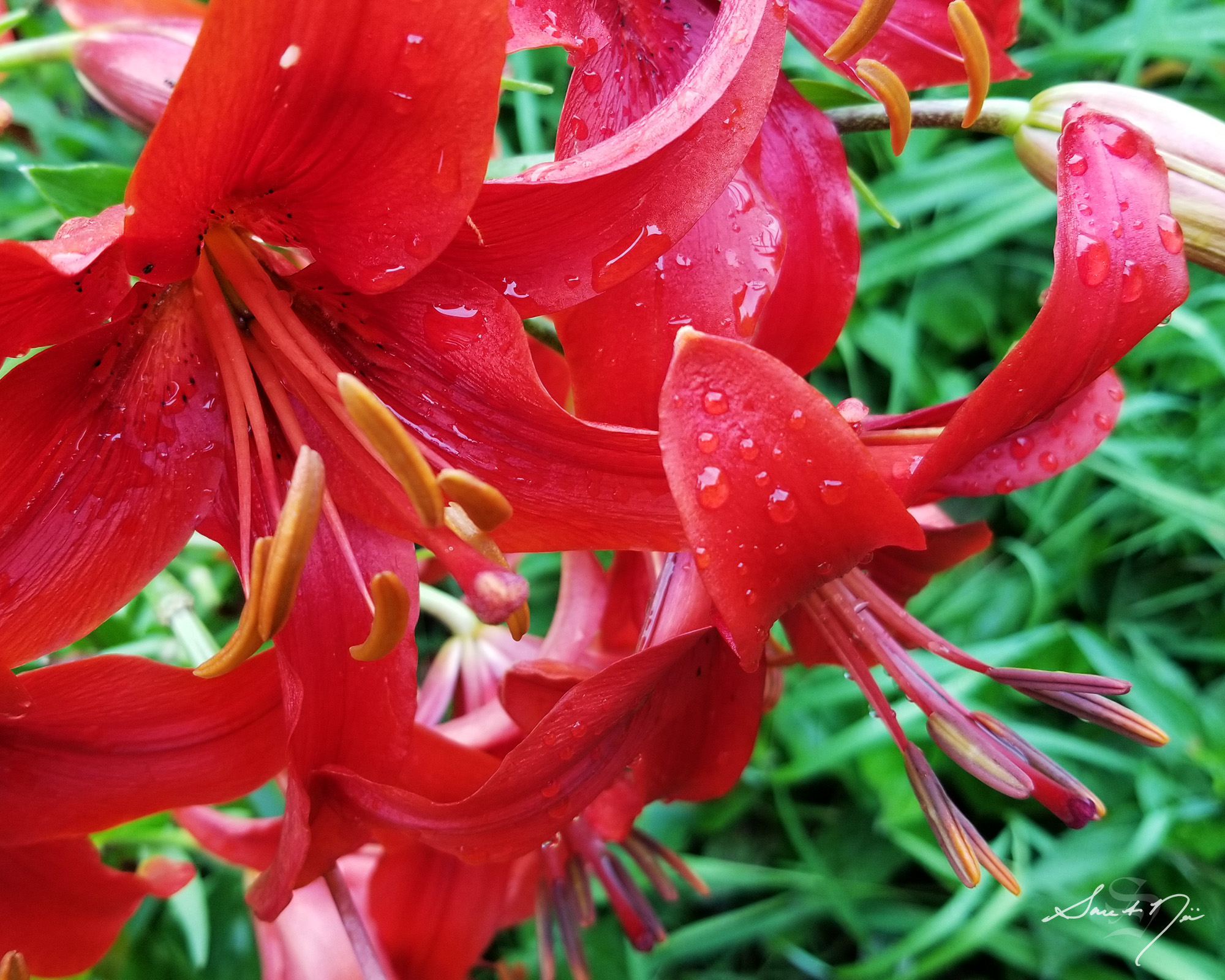 Red asiatic lilies