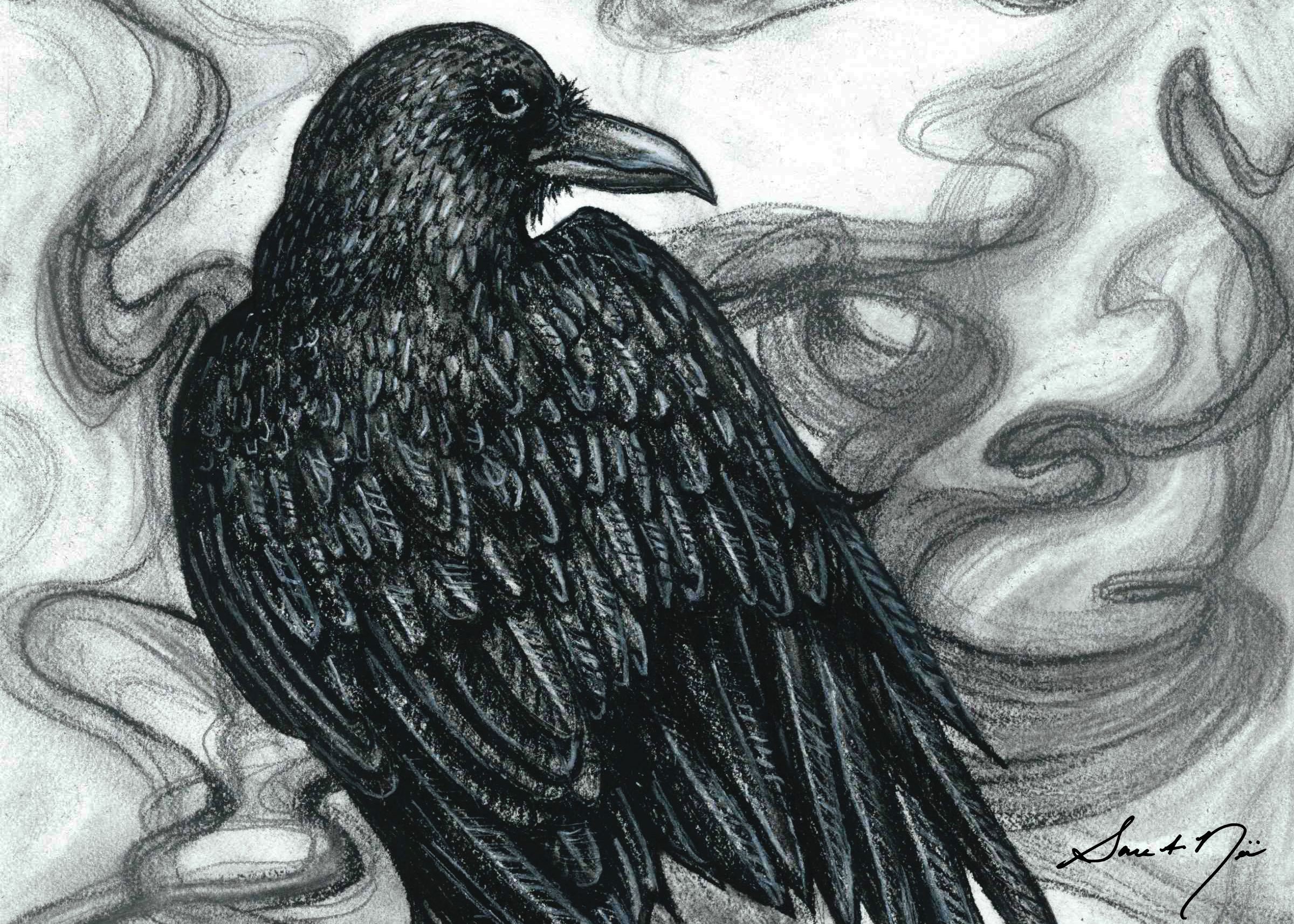 Raven charcoal drawing by Sara A. Noe