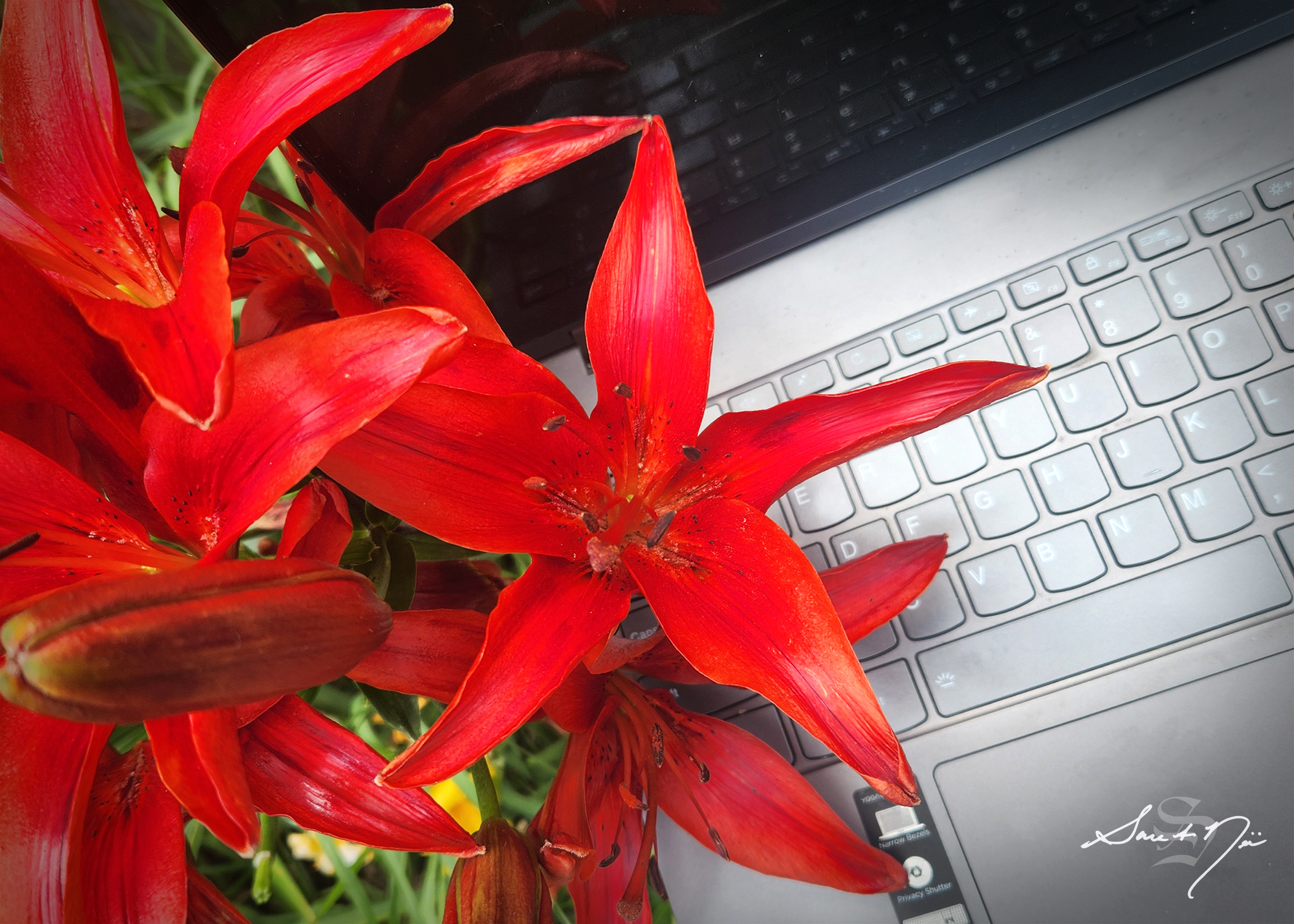 Red lilies on a laptop keyboard