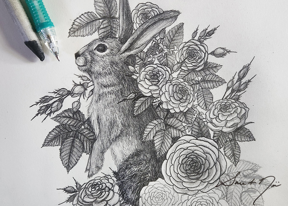 Rabbit and rosebush pencil sketch by Sara A. Noe in progress