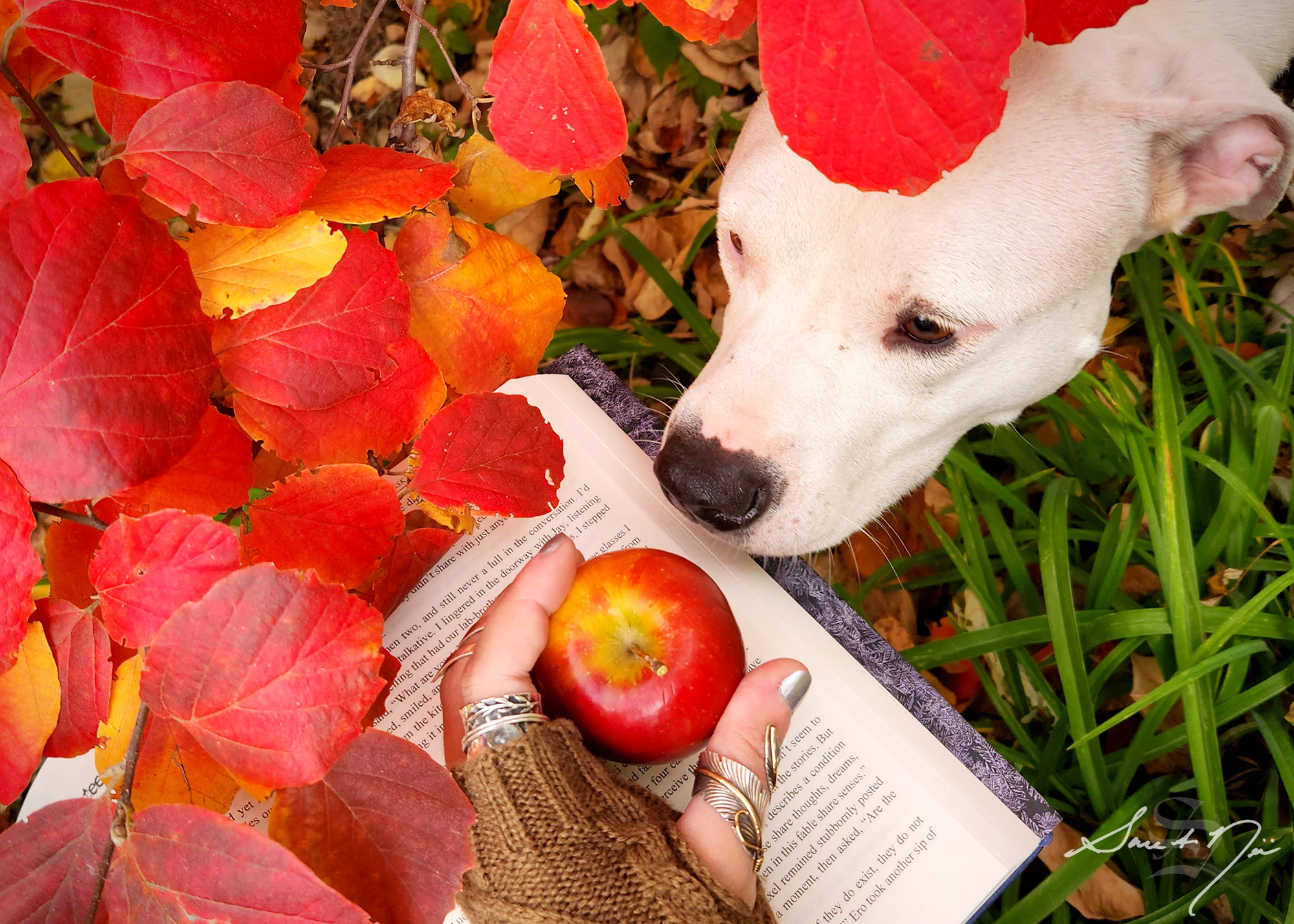 White dog sniffing an apple on an open book with fall leaves